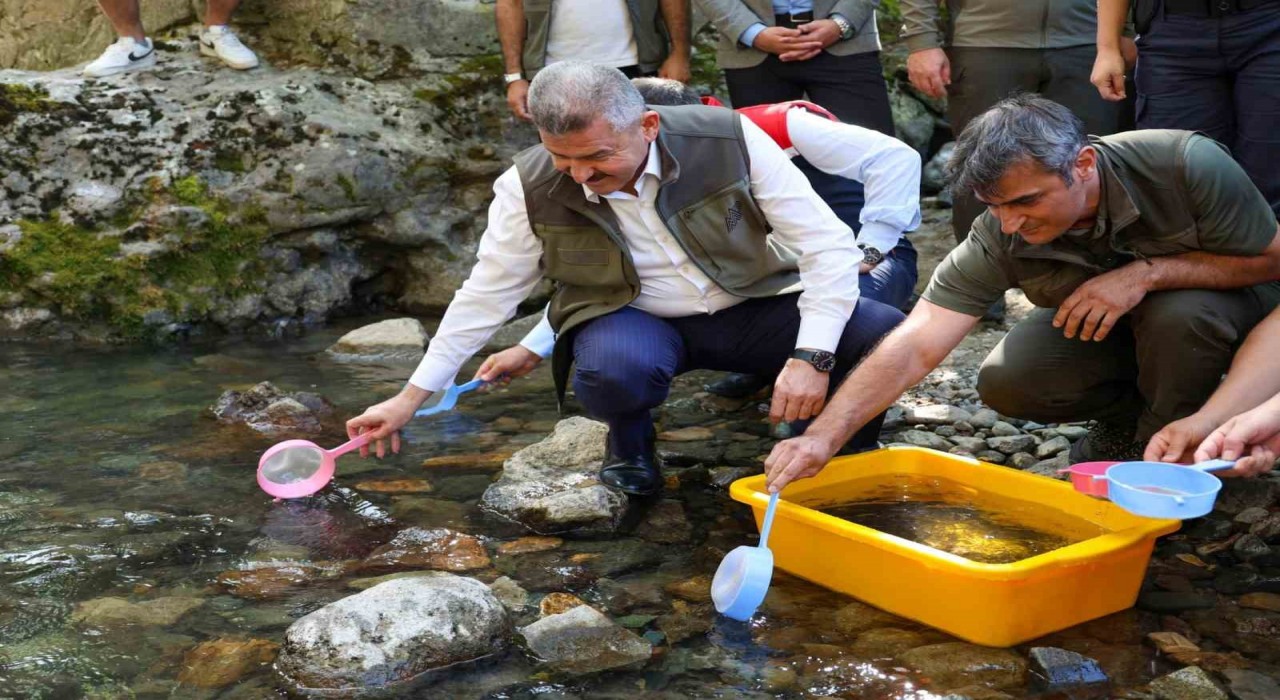 Artvinde 5 bin kırmızı benekli alabalık doğaya salındı