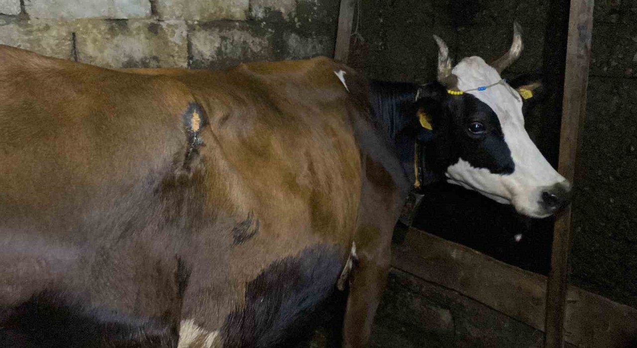 Artvinde ayı saldırısı: Köylülerin müdahalesiyle inek kurtarıldı