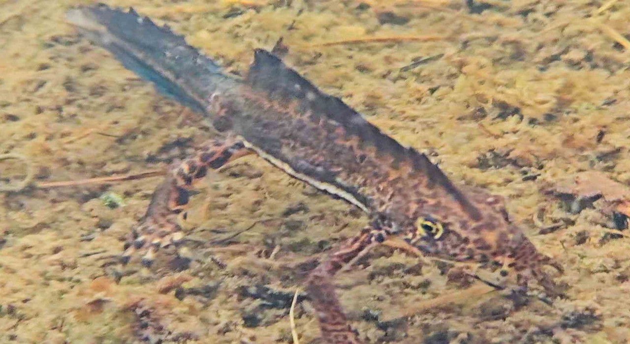 Artvinde nesli tehlike altındaki Kafkas semenderi görüntülendi