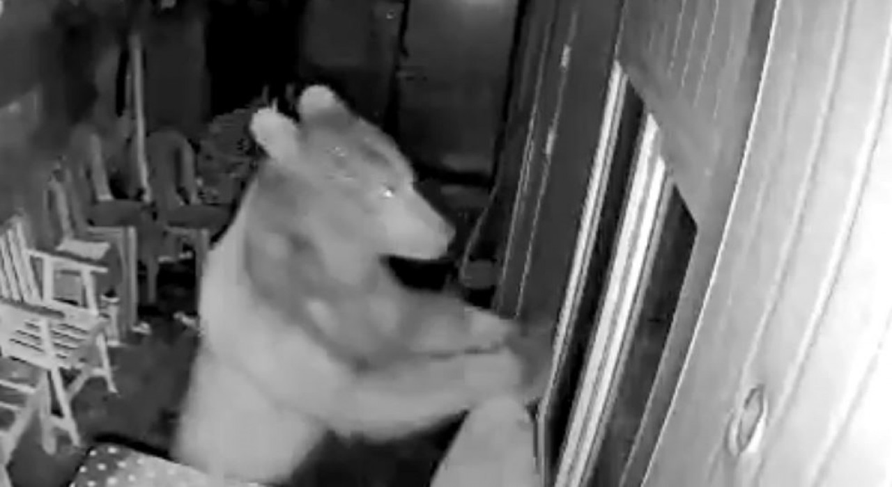 Artvinde orman işçilerinin kaldığı kulübeye ayı girdi, o anlar güvenlik kamerasına yansıdı