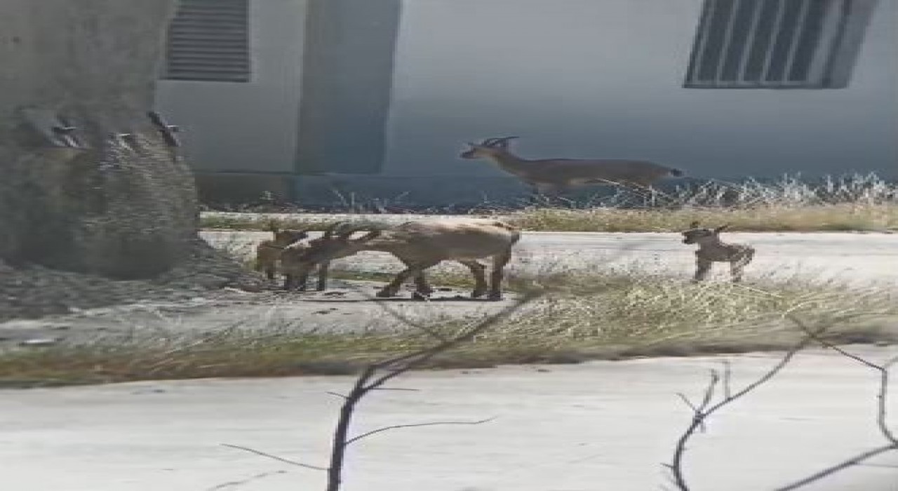 Artvinde yaban hayatı cep telefonu kamerasına yansıdı