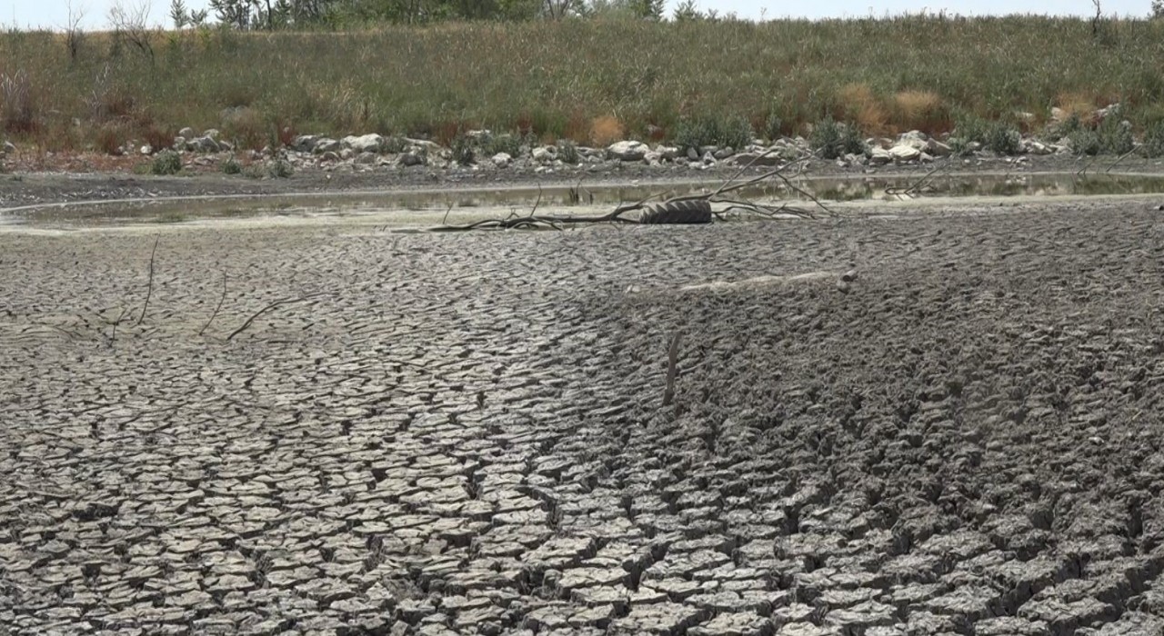 Aşırı sıcaktan kuruyan gölette balıklar telef oldu