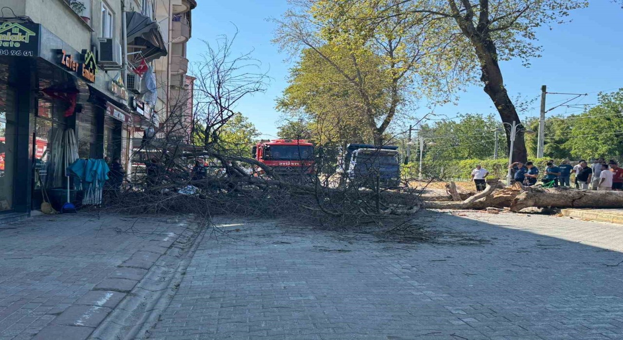 Asırlık çınar ağacı 4 katlı binanın üzerine devrildi, camlar kırıldı
