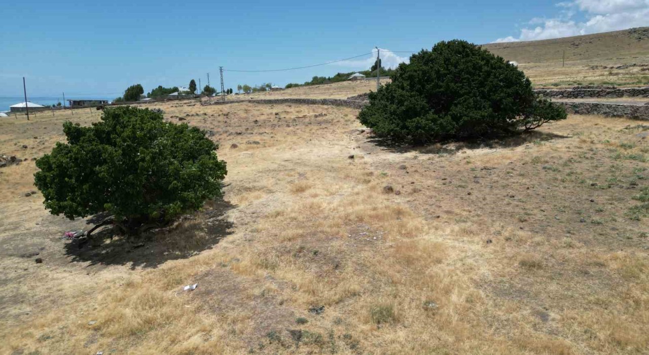 Asırlık dut ağaçları zamana meydan okuyor