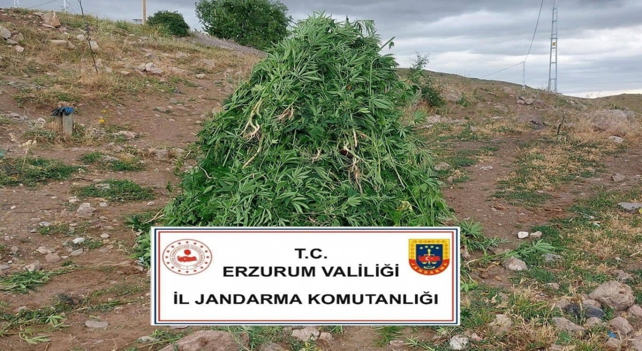 Aşkalede kenevir operasyonu