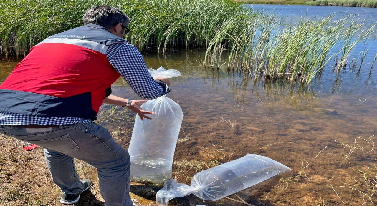 Aslanapada baraj ve göletlere 118 bin aynalı sazan yavrusu bırakıldı
