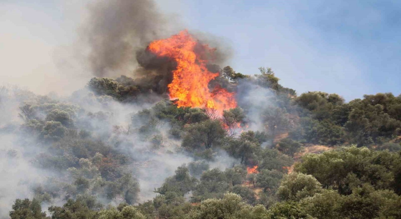 Aydındaki orman yangını kontrol altına alındı