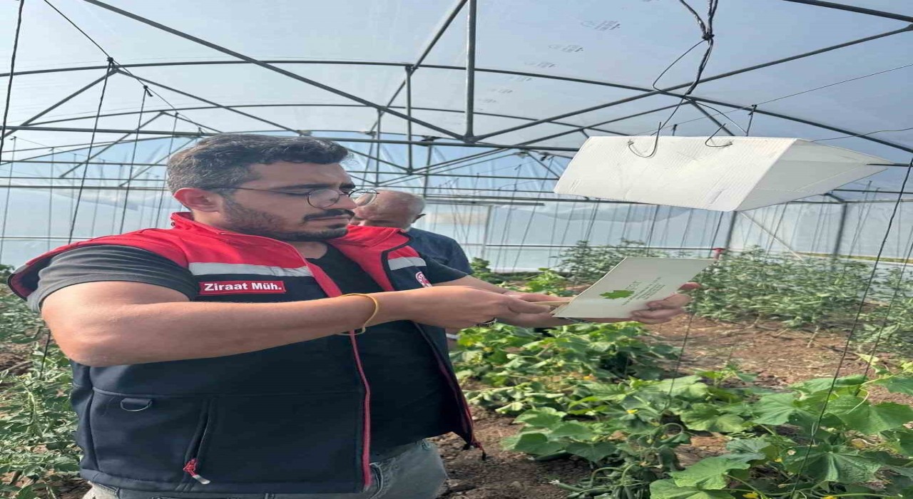 Aydıntepede Akdeniz meyve sineğine karşı mücadele başlatıldı