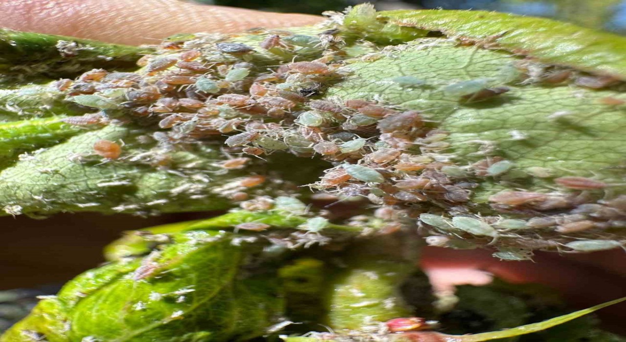 Aydıntepedeki meyve bahçelerinde böcek ve mantar kontrolleri yapıldı