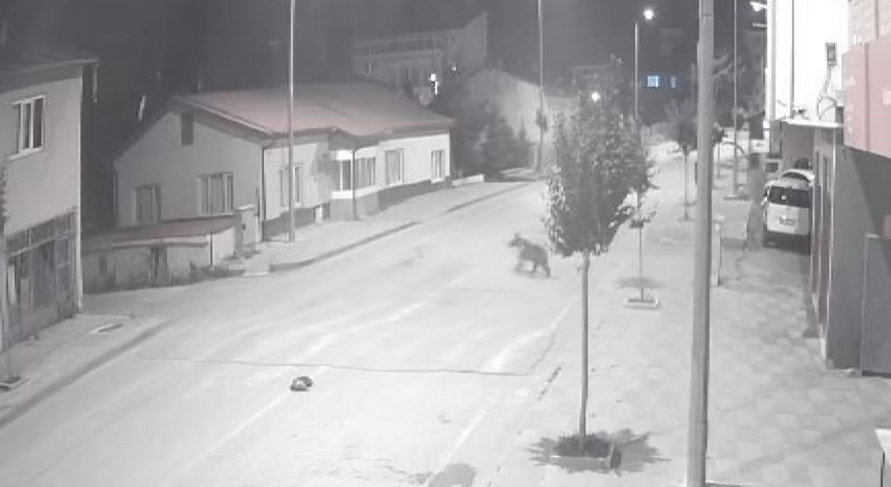 Ayılar ilçeyi mesken tuttu, cadde ve sokaklarda görülmeye başladı