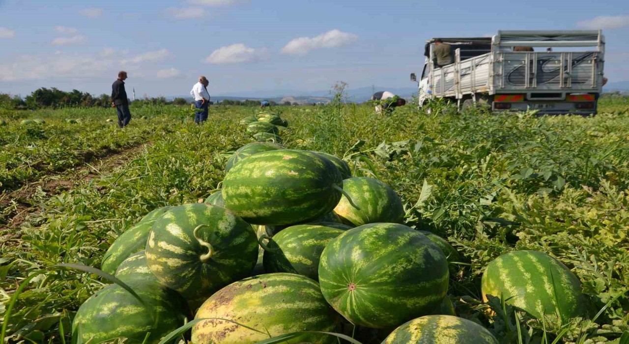 Bafra Ovasında karpuz hasadı başladı