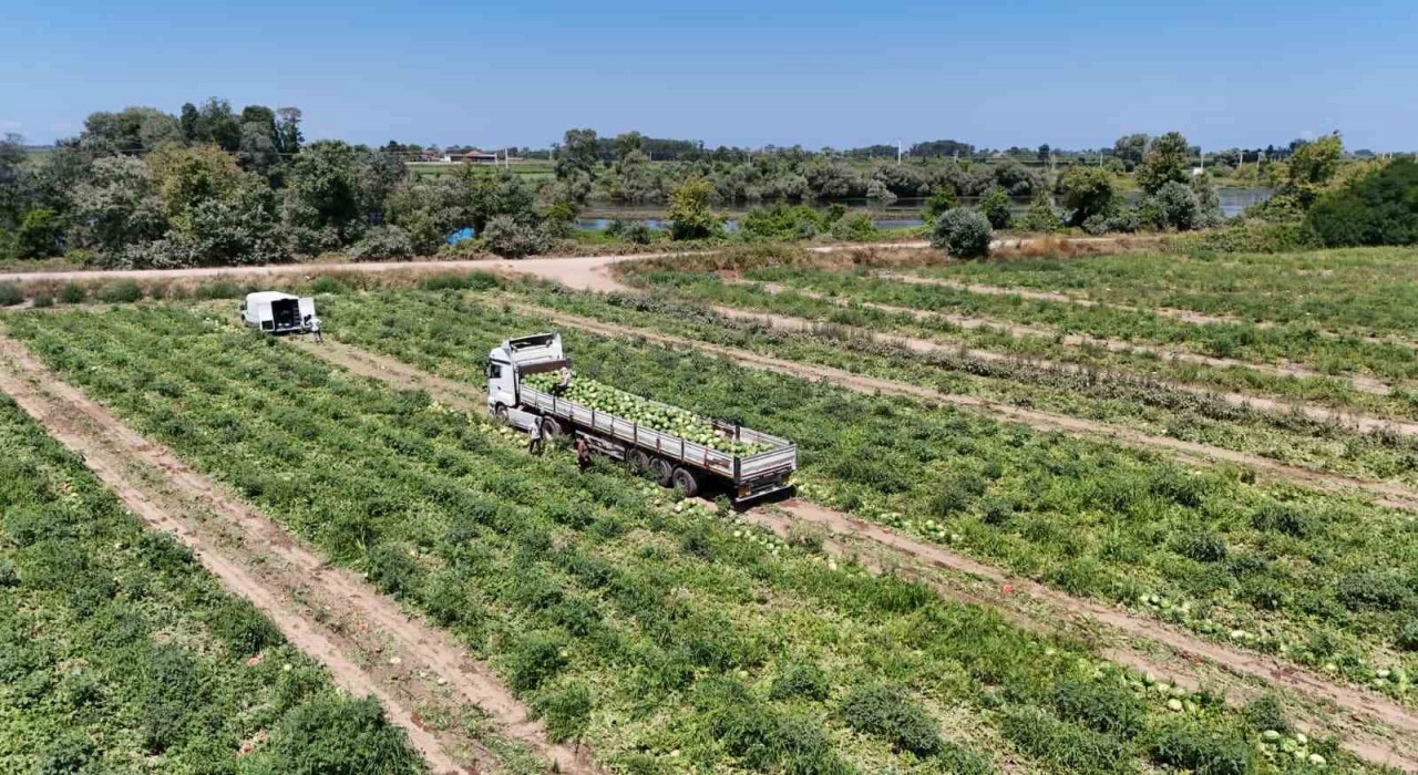 Bafra Ovasında kavun ve karpuz hasadı hız kazandı