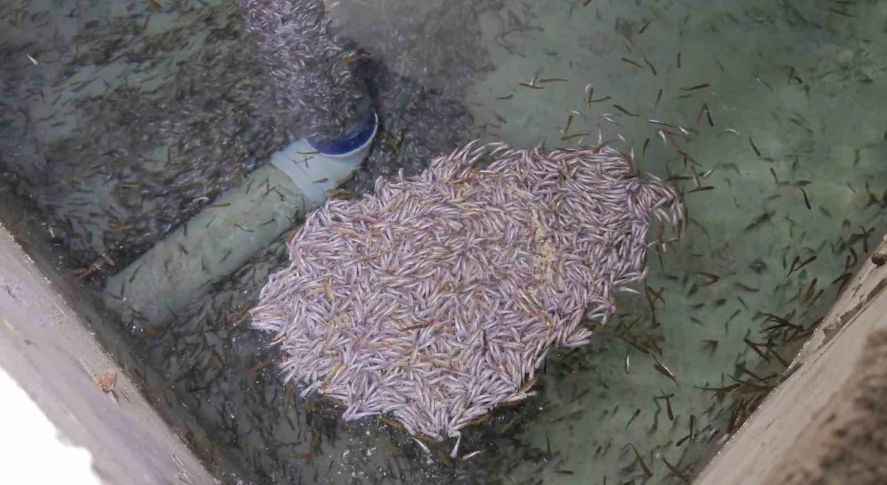 Bağbaşı Mahallesindeki tesiste binlerce yavru alabalık öldü