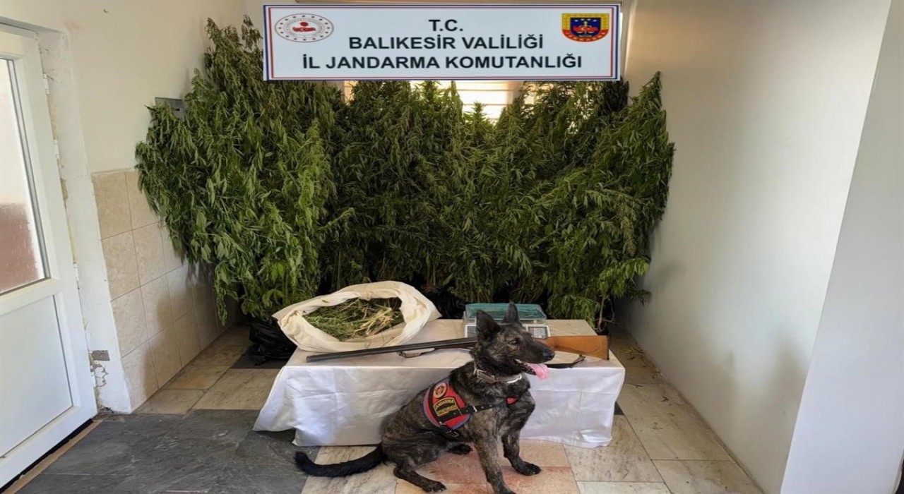 Balıkesirde jandarmadan 9 ilçede uyuşturucu operasyonu: 15 gözaltı