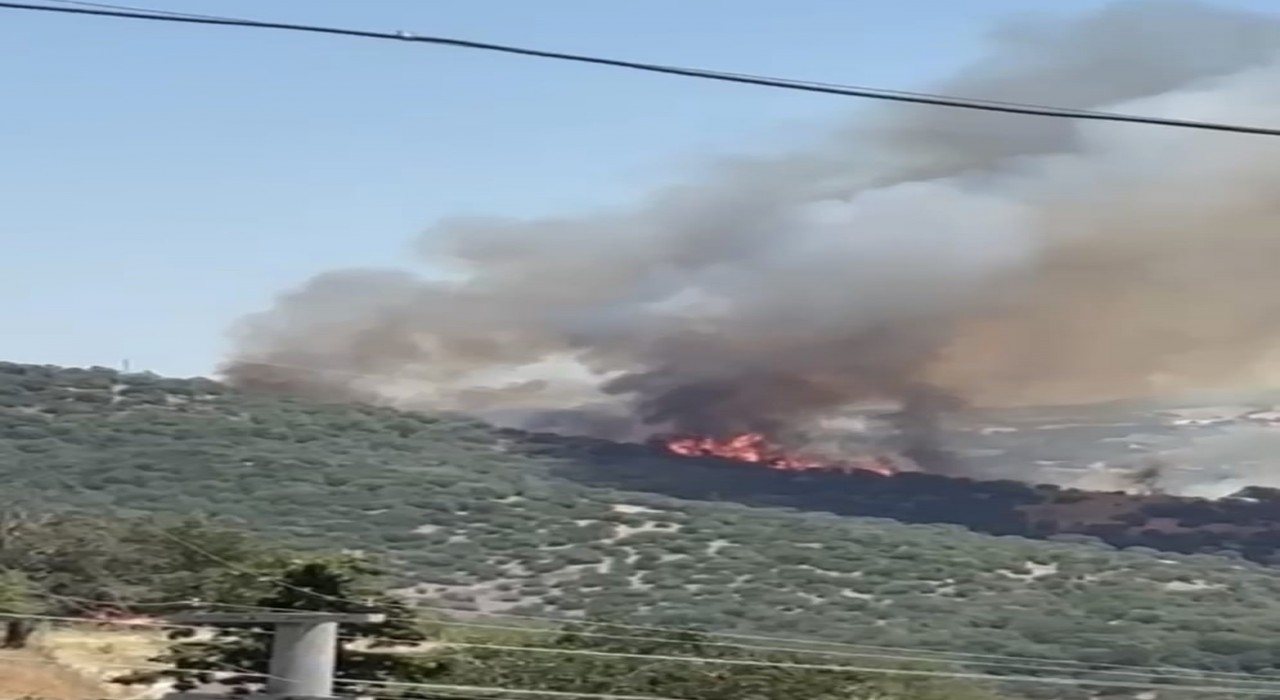 Balıkesirde orman yangını