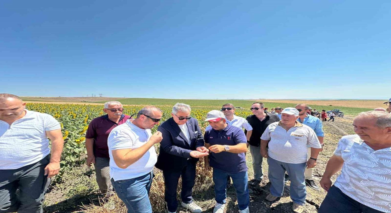 Bandırmada nohut hasadı şenliği