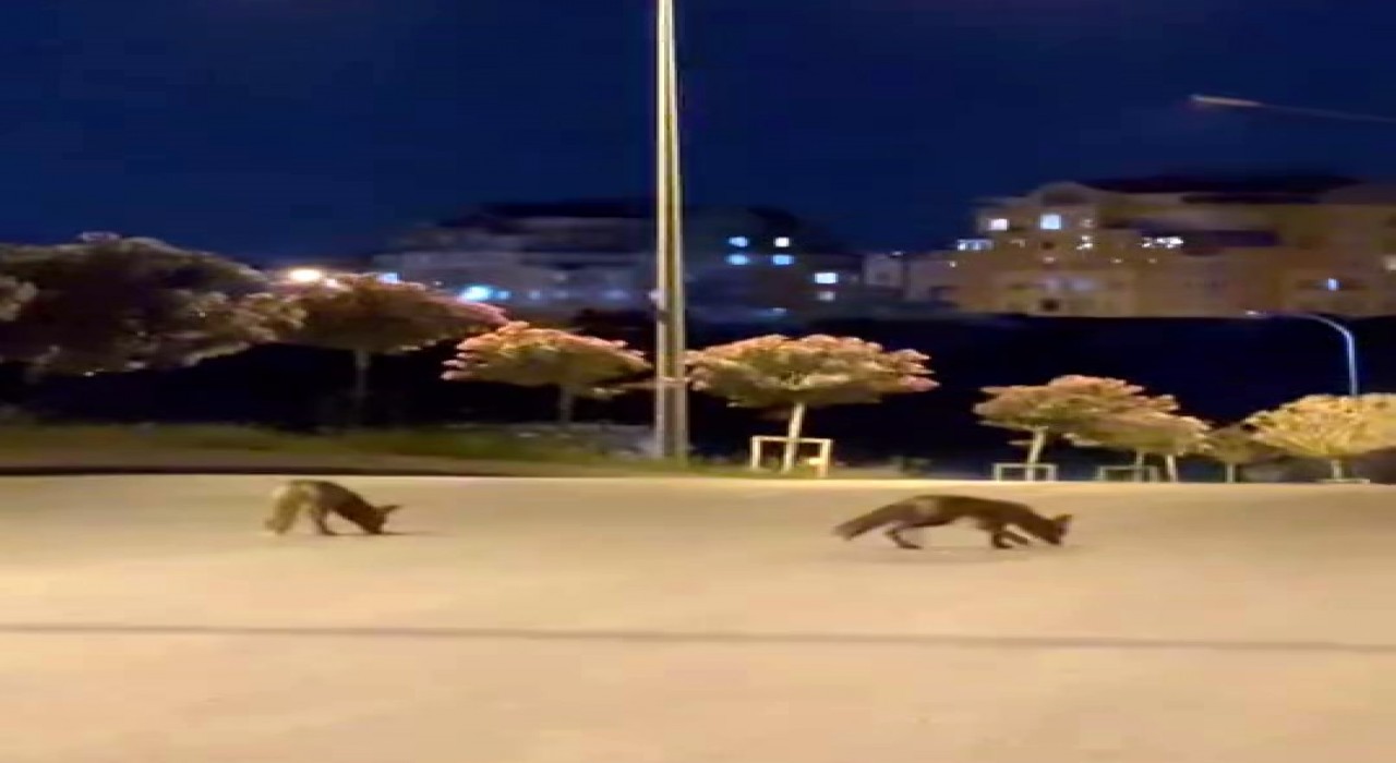 Başakşehirde tilki sürüsü şehir merkezine indi