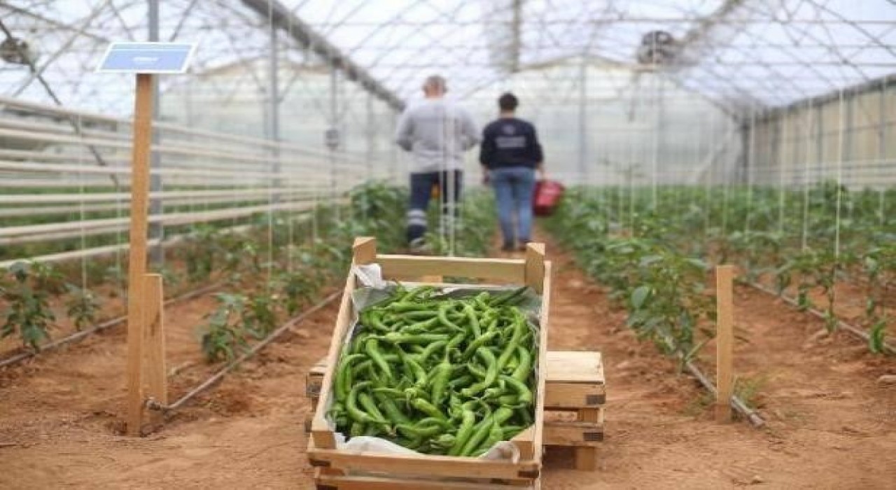 Başkan Çerçioğlunun tarıma ve üreticilere destekleri sürüyor