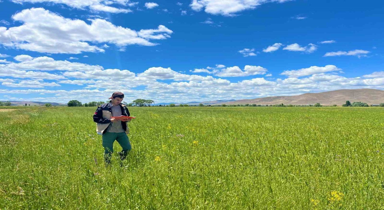 Bayburtta yem bitkileri ekim alanı tespit çalışmaları devam ediyor