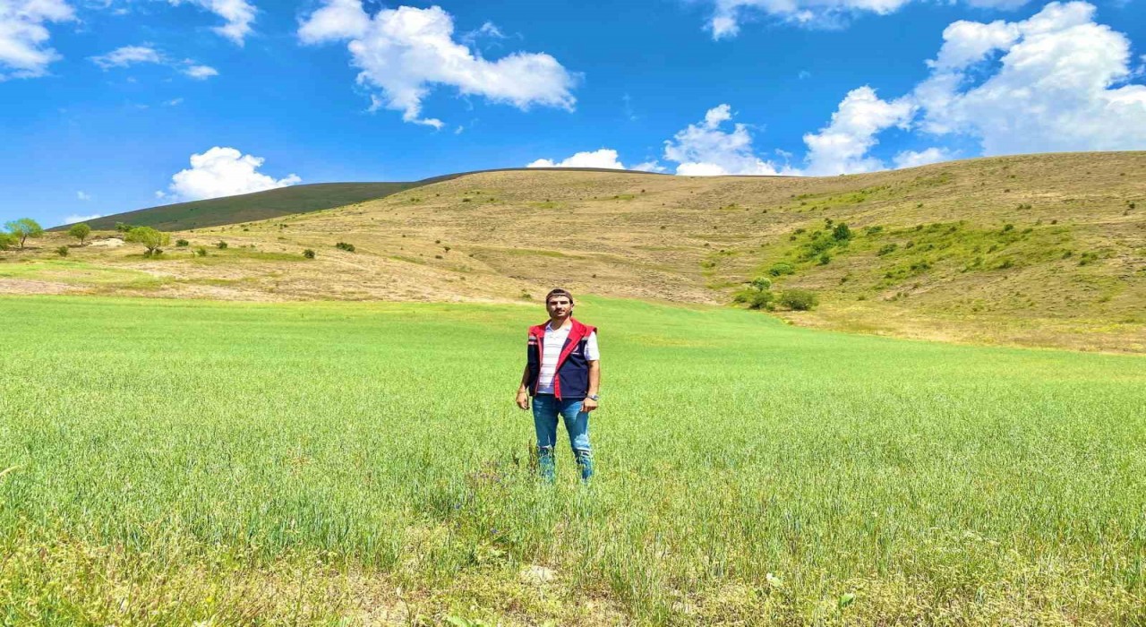 Bayburtta yem bitkileri için saha çalışmaları sürüyor
