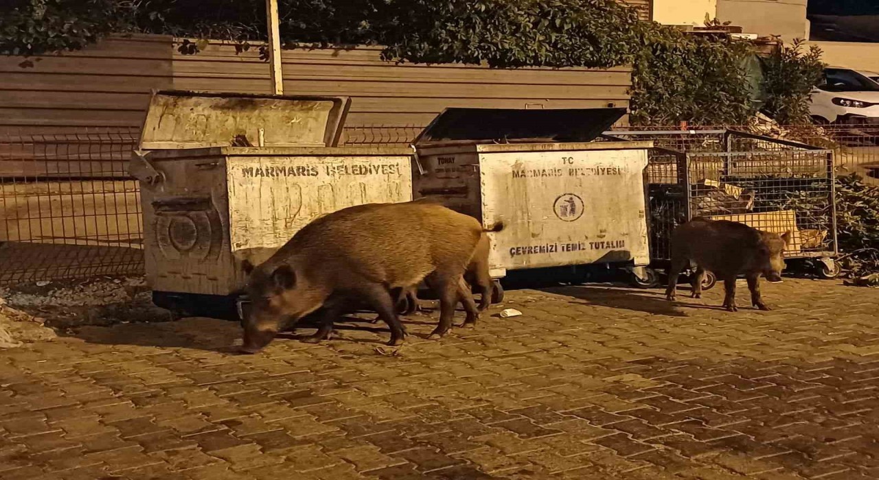 Belediye sessiz kaldı, Marmarisi domuzlar ele geçirdi
