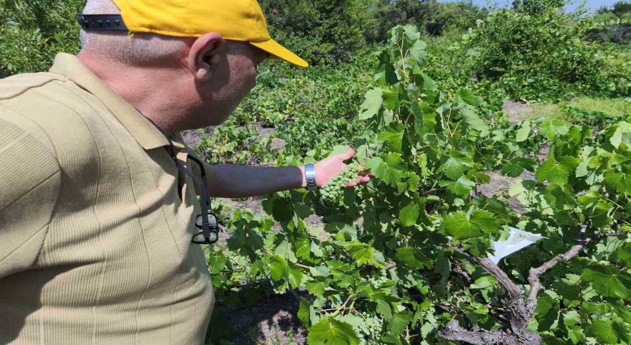 Beyşehirde patates ekili alanlarda zararlı alarmı