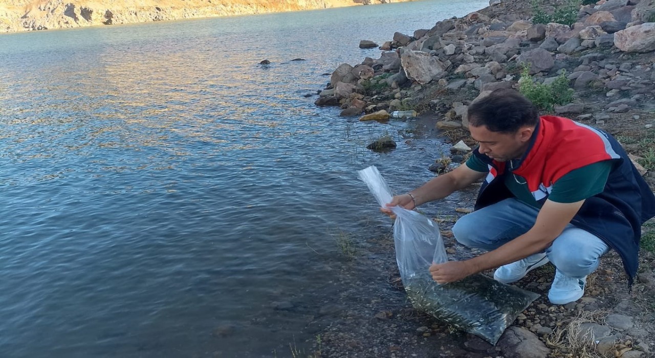 Beyşehirin göletlerine yavru sazan takviyesi