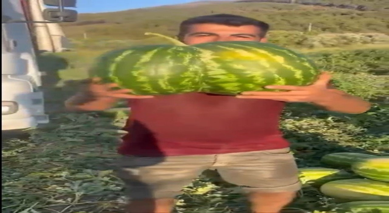 Bilecikte hasat edilen ikiz kavun ve karpuz görenleri hayrete düşürdü