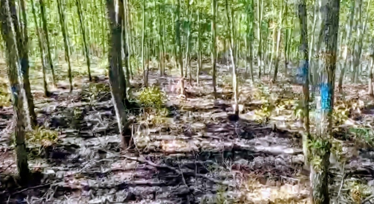 Bilecikte orman yangını büyümeden söndürüldü