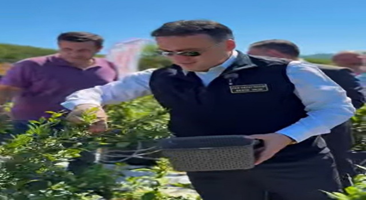 Bilecikte yaban mersini hasadı