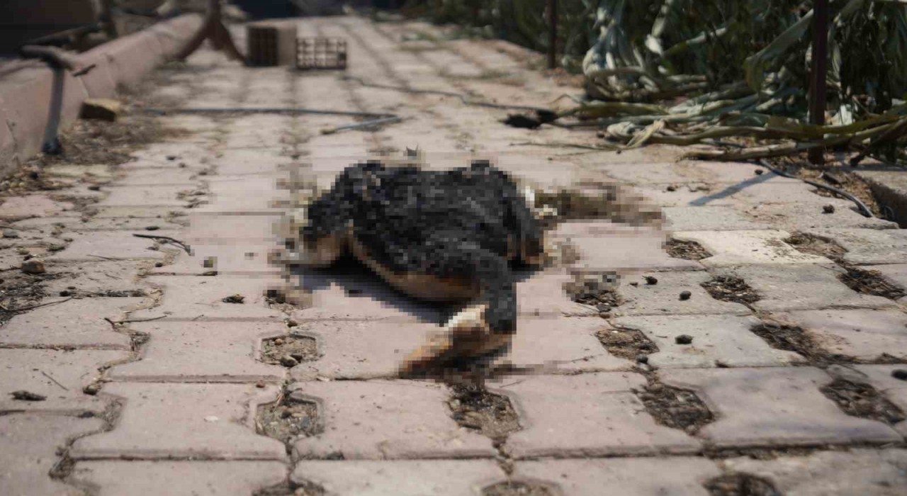 Bilecikteki orman yangını ardında üzücü görüntüler bıraktı