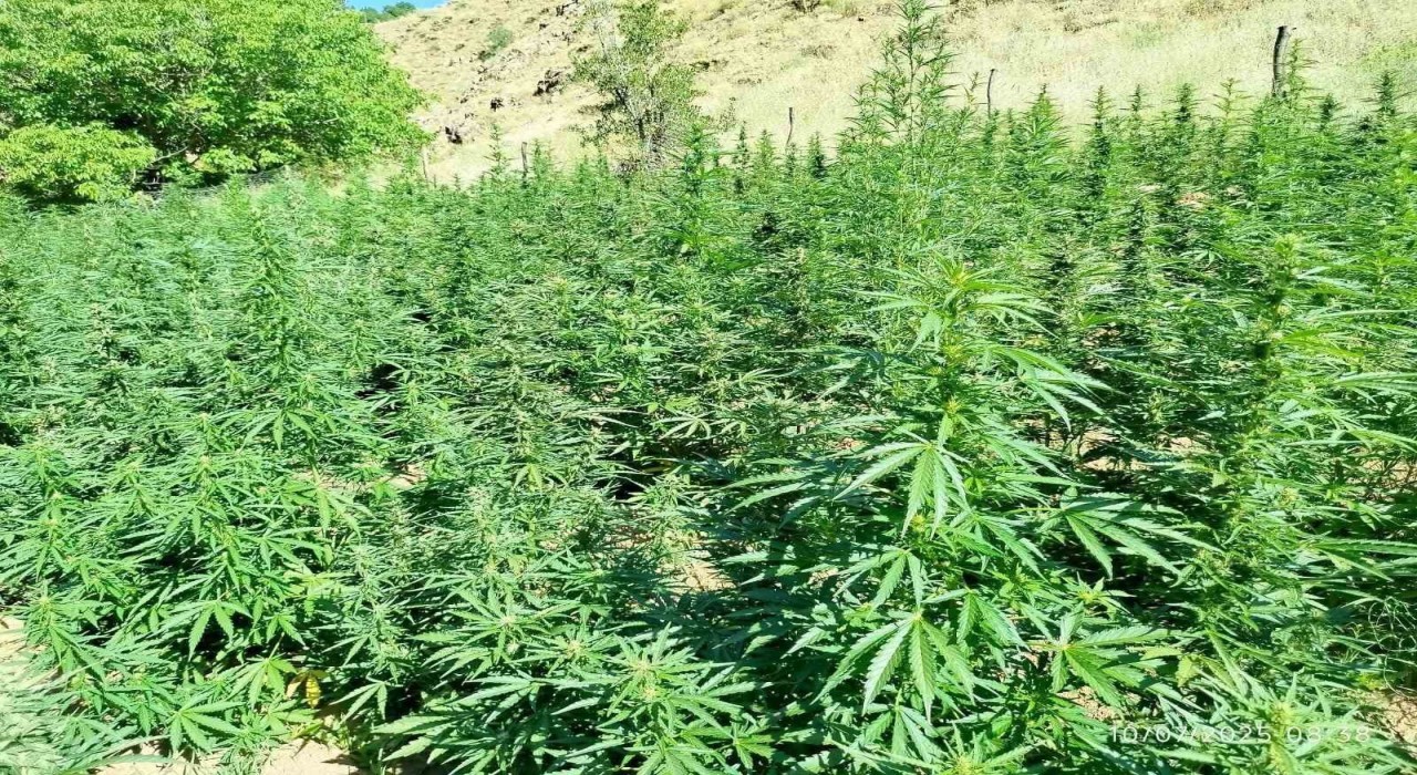 Bingölde  bin 400 kök kenevir bitkisi ele geçirildi