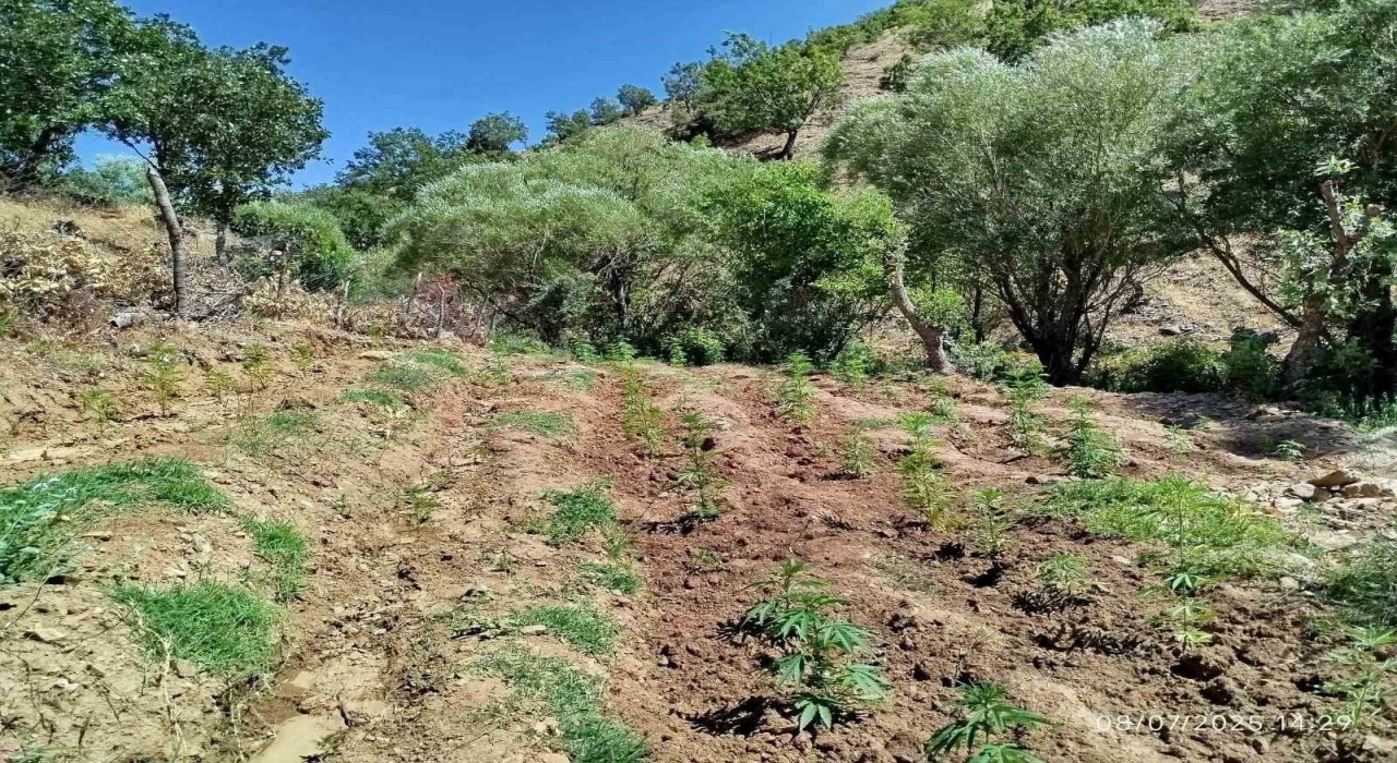Bingölde 4 bin kök kenevir bitkisi ele geçirildi