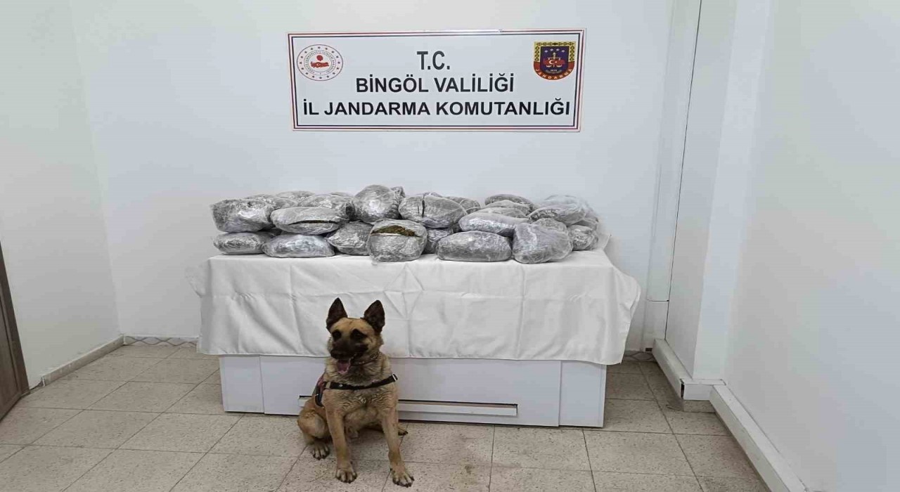 Bingölde 49 kilo esrar ele geçirildi