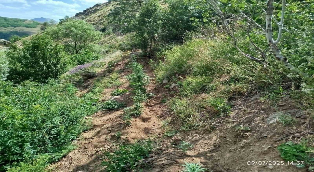 Bingölde 843 kök kenevir bitkisi ele geçirildi