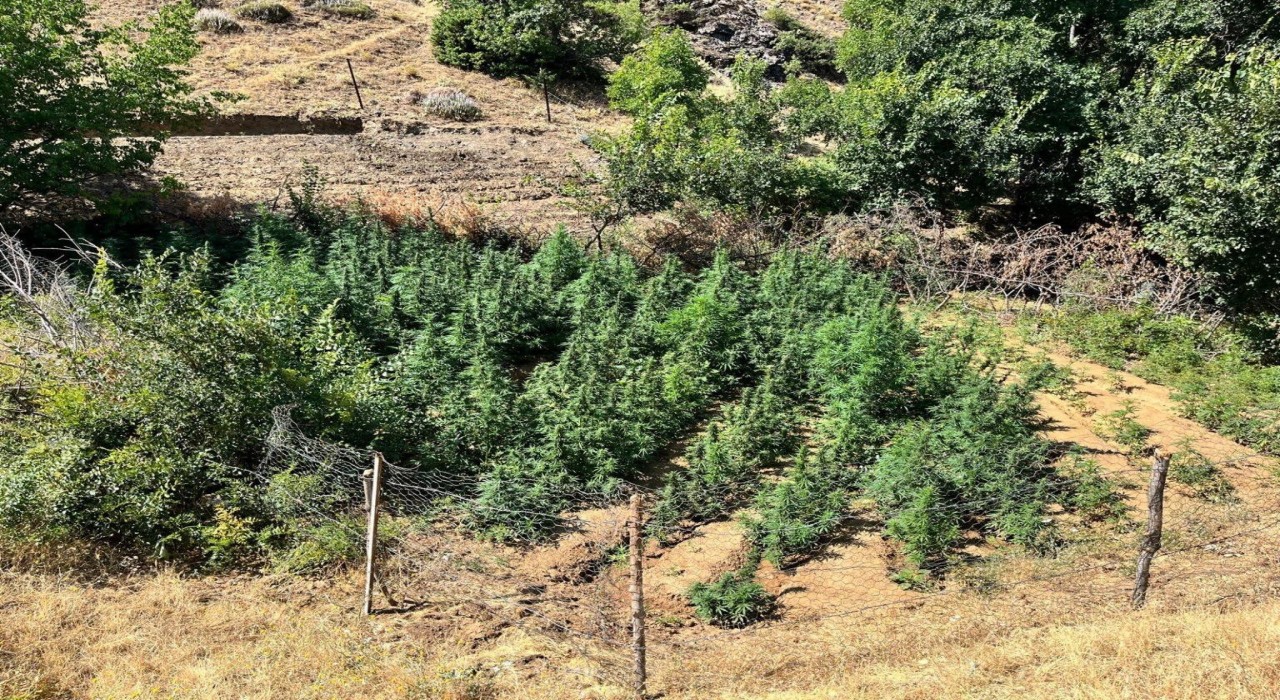 Bingölde bin 651 kök kenevir bitkisi ele geçirildi