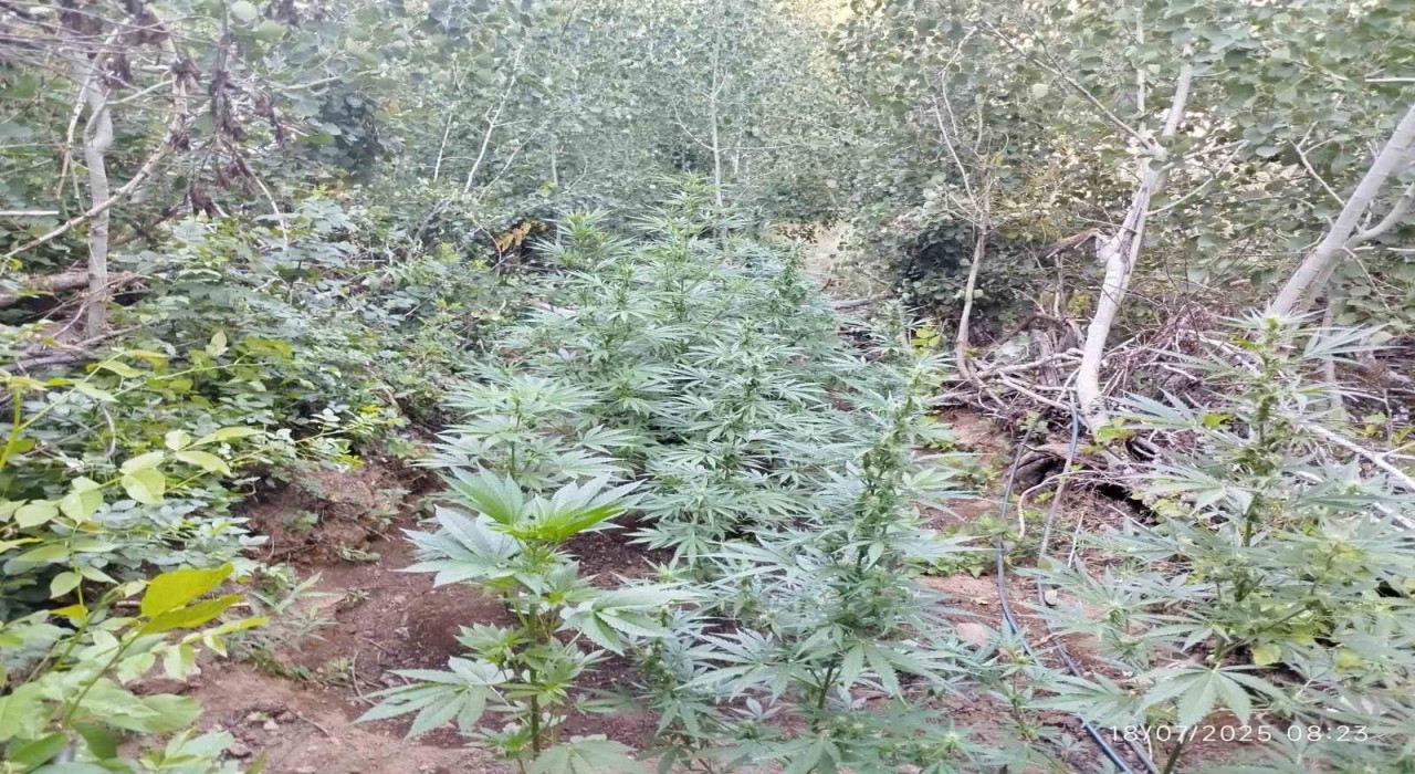 Bingölde uyuşturucu operasyonu: 1 şüpheli yakalandı