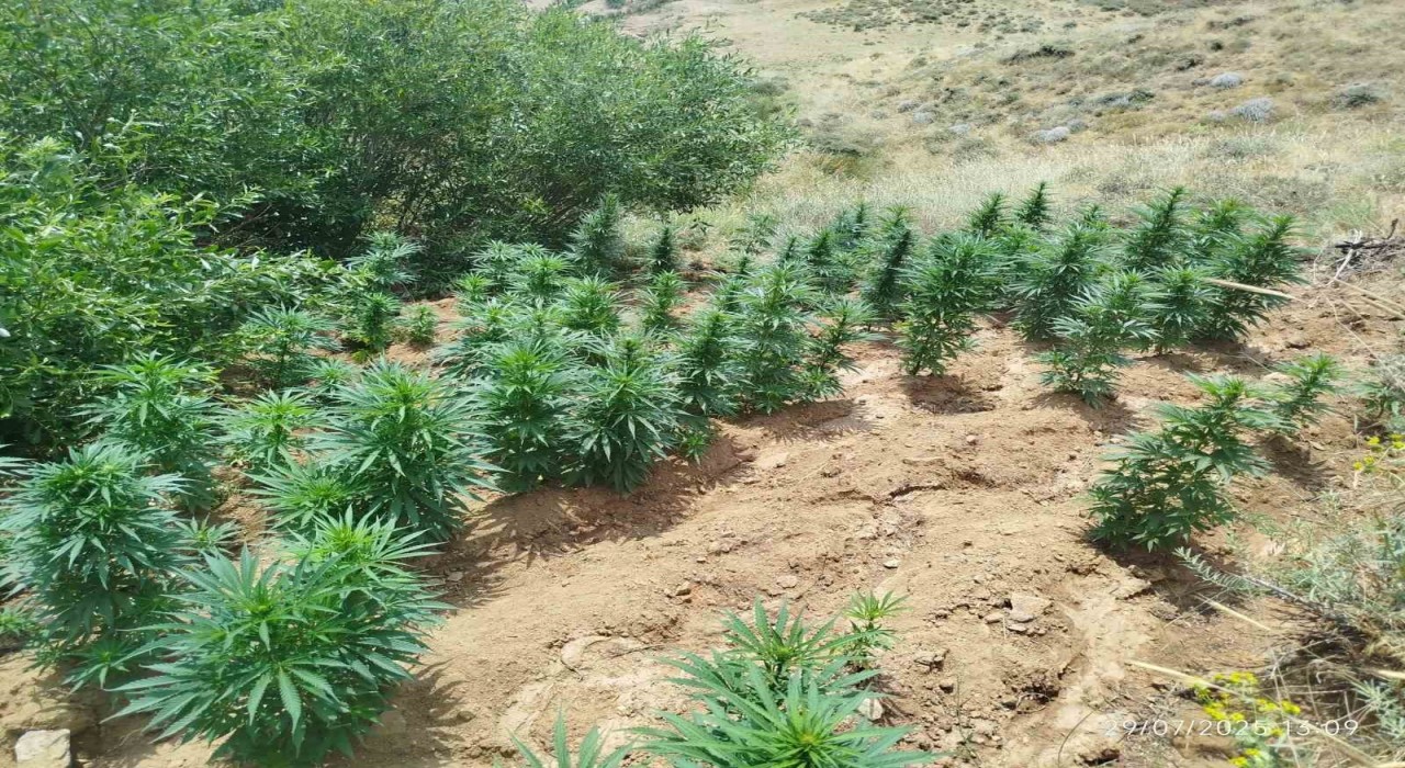 Bingölde uyuşturucu operasyonu: 2 bin 365 kök kenevir ele geçirildi