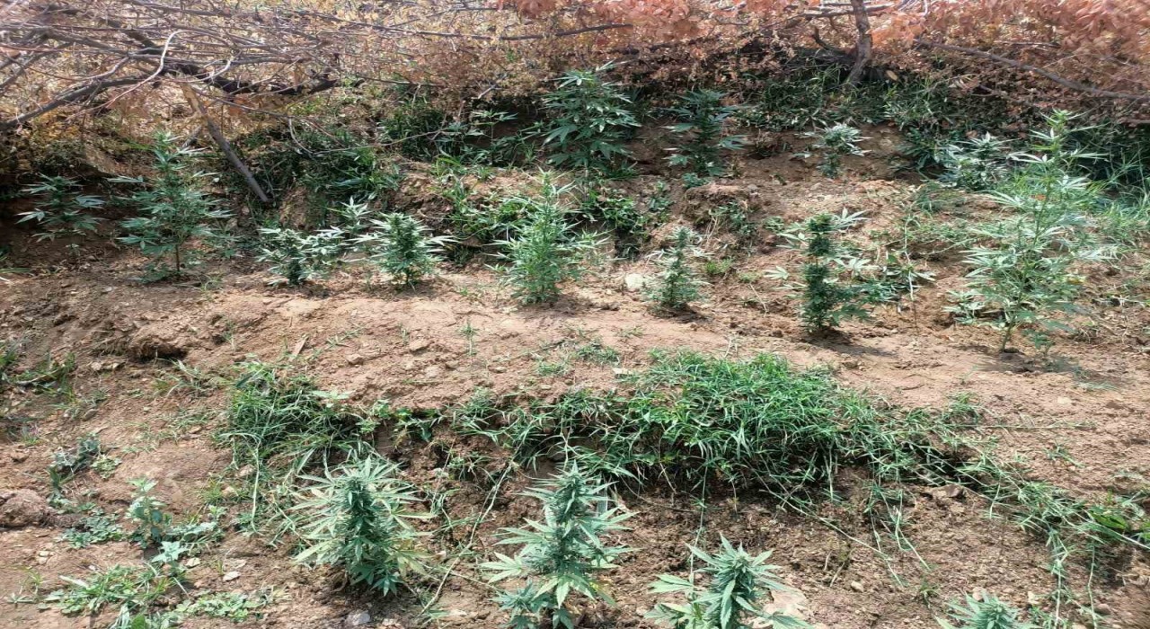 Bingölde uyuşturucuyla mücadele