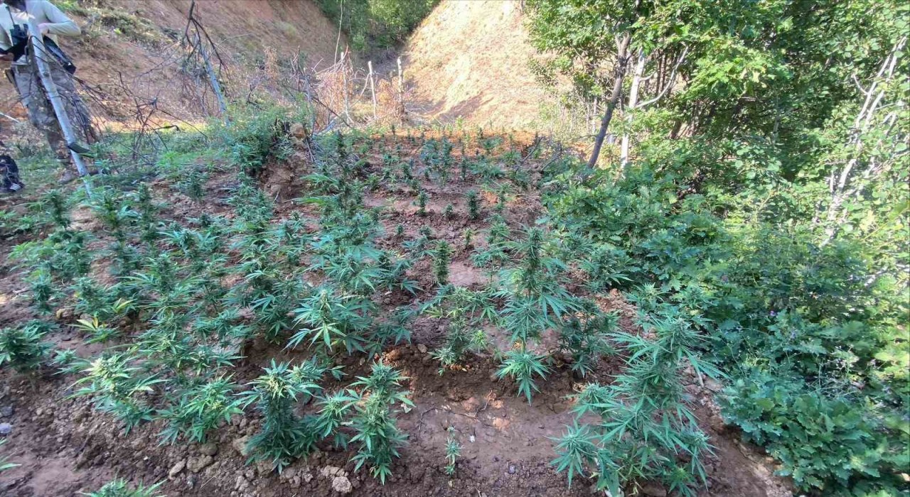 Bingölde uyuşturucuyla mücadele sürüyor