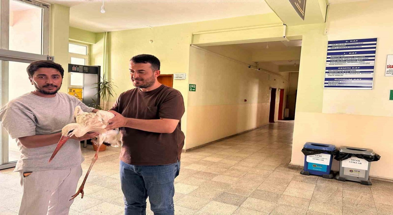 Bingölde yaralı leylek koruma altına alındı