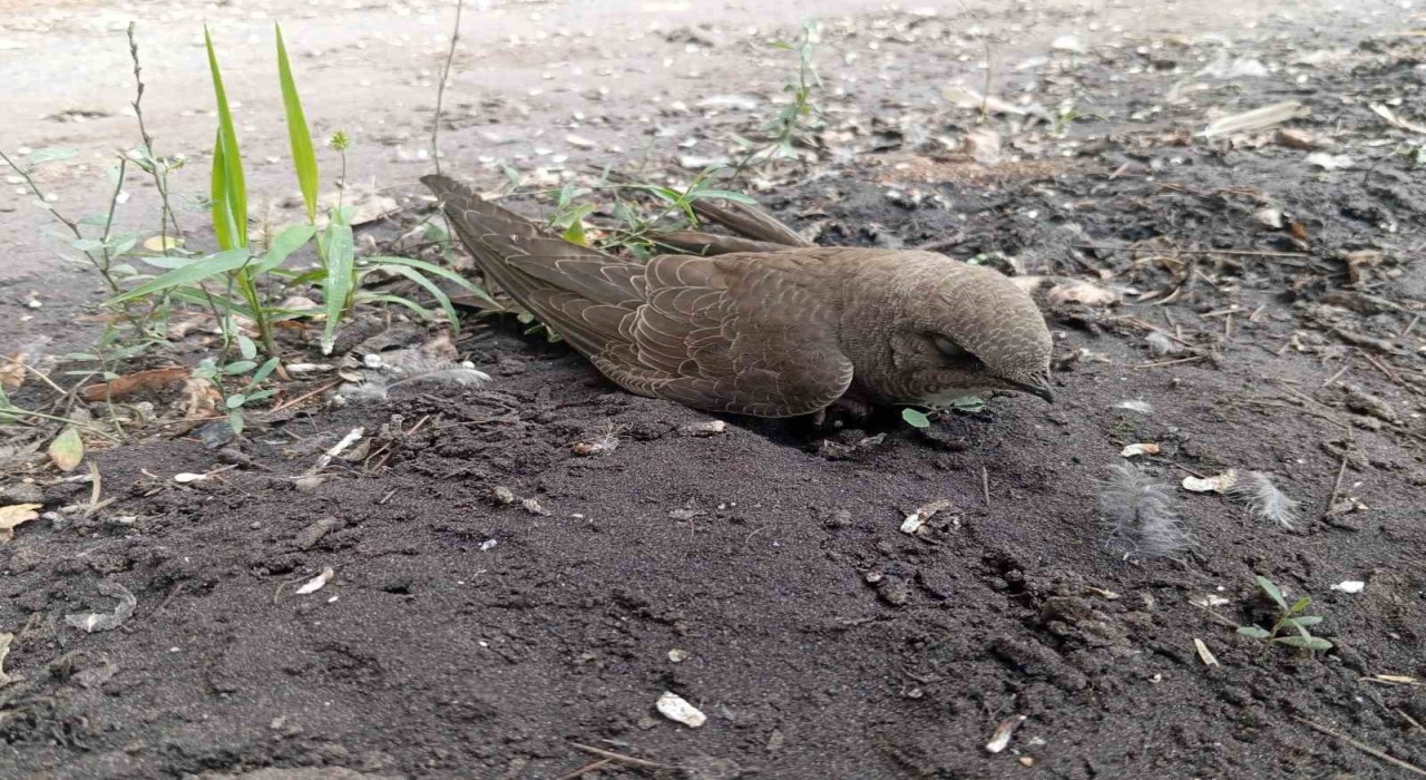 Bitkin halde bulduğu ebabil kuşunu besleyip, doğa koruma ekiplerine teslim etti