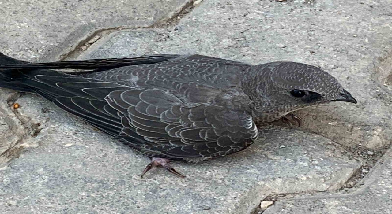 Bitkin halde bulduğu Ebabil kuşunu koruma altına aldı