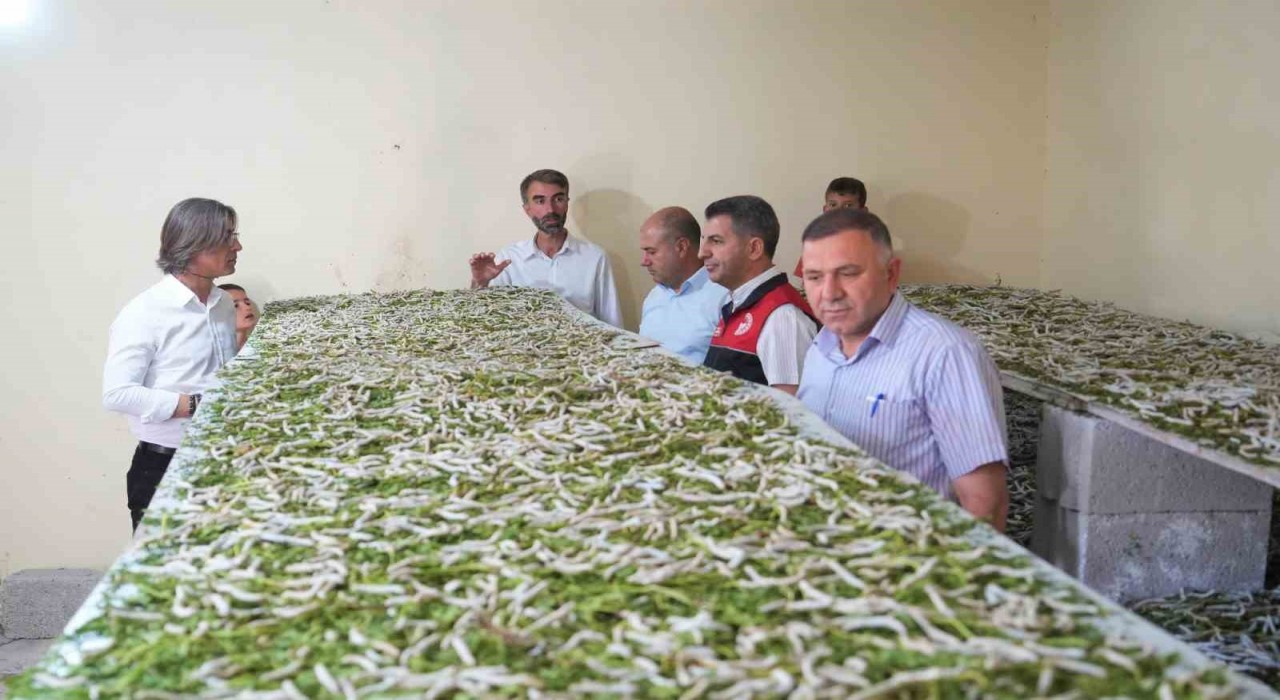 Böcekle mi uğraşacaksın sözlerine aldırmadı, binlerce lira kazandı