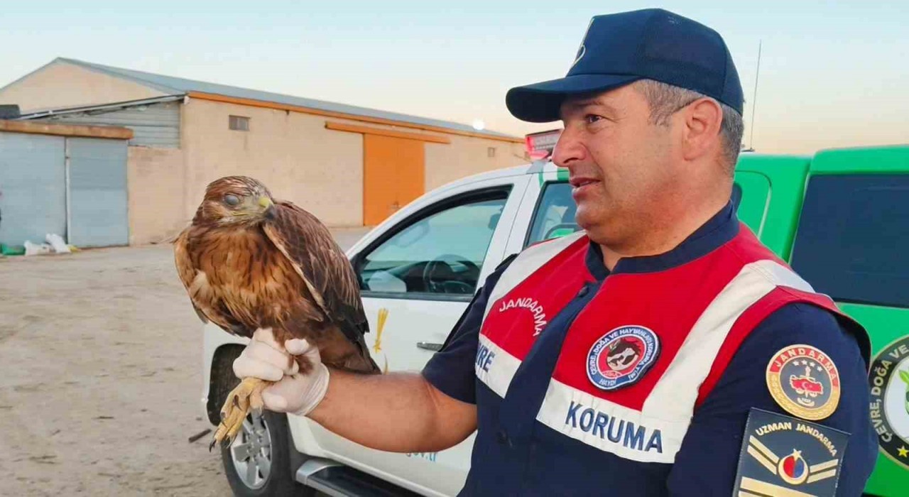 Boğazlıyanda bulunan yaralı şahin, koruma altına alındı