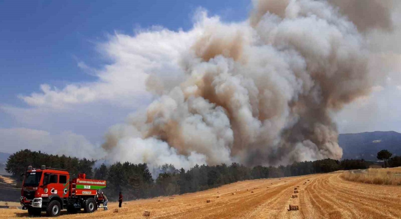 Boluda anız yangını ormana sıçradı
