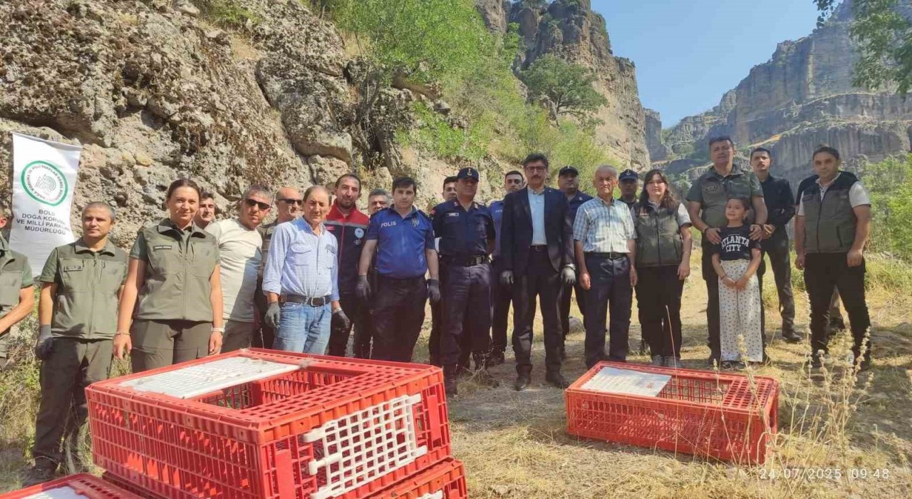 Boluda doğaya 600 kınalı keklik bırakıldı