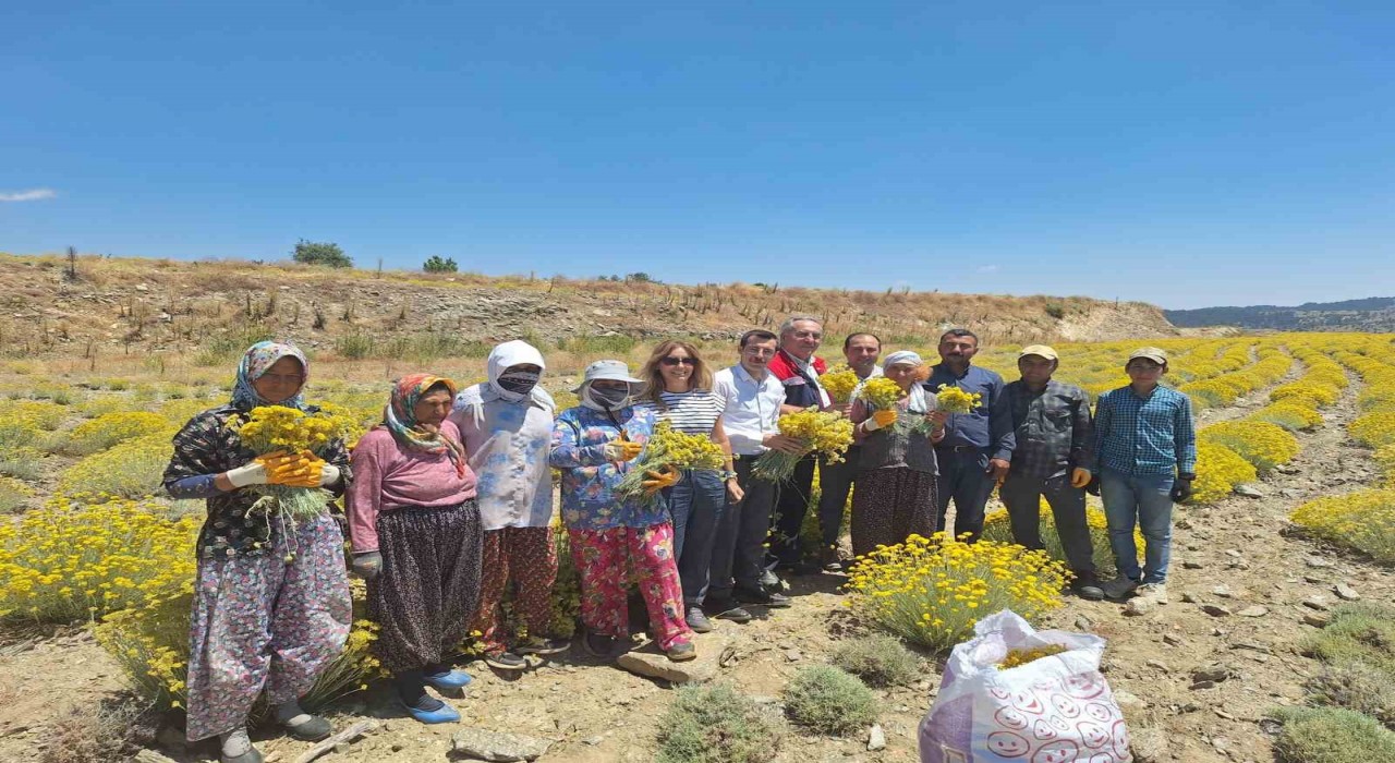 Bozdoğanda lavanta ve altın otu hasadı yapıldı