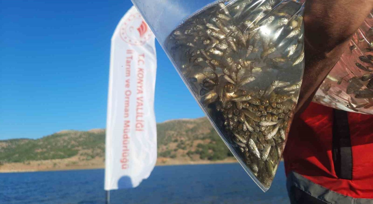 Bozkırın baraj ve göletleri yavru sazan balıkları ile buluştu