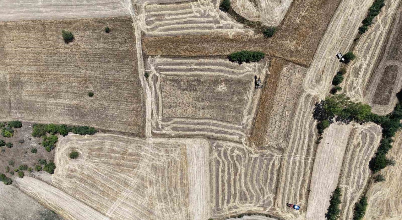 Buğdayın atası ‘siyezde hasat dönemi başladı